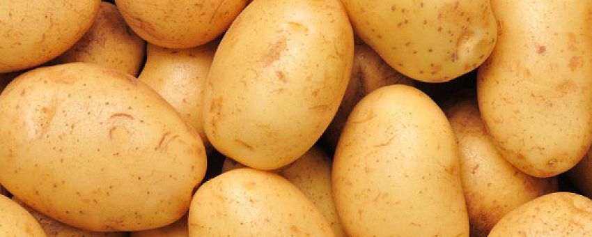 Belaya Dacha company has started land works for the construction of its new factory for production of French fries in Lipetsk SEZ